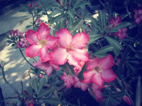 Impala lily adenium - růžové květy — Stock fotografie