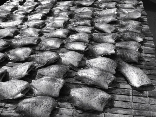 Pesce essiccato — Foto Stock