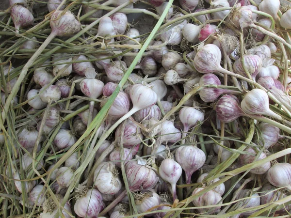 Garlic — Stock Photo, Image