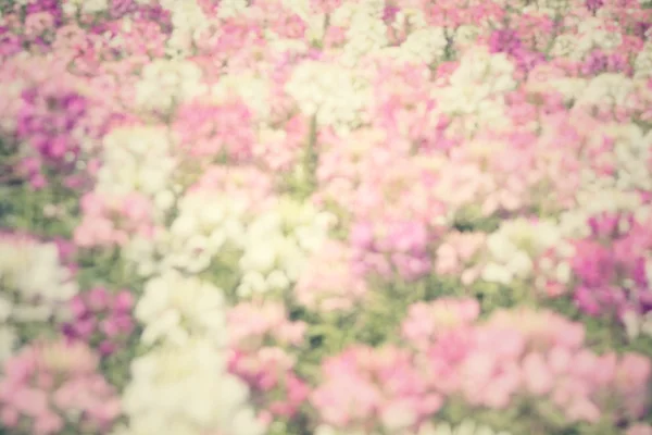 Blurred of flowers — Stock Photo, Image