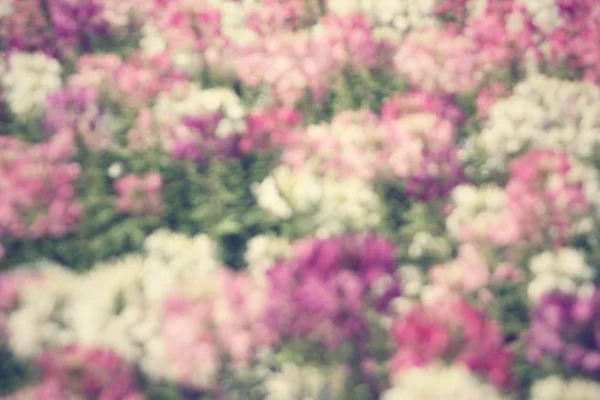 Blurred of flowers — Stock Photo, Image