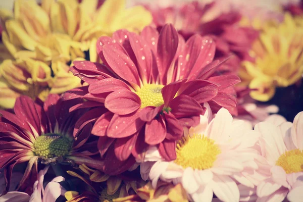 Fleurs de chrysanthème — Photo