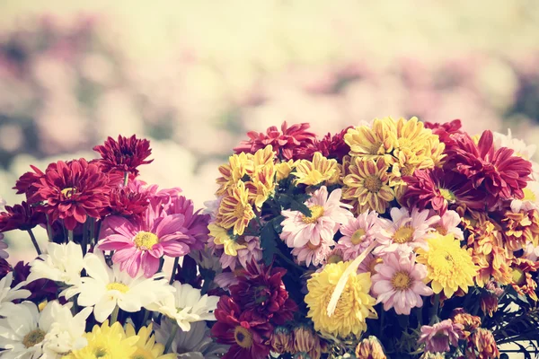 Chrysanthemum flowers — Stock Photo, Image