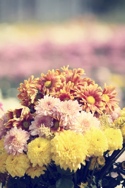 Fleurs de chrysanthème — Photo