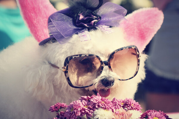 Poodle dog with party hats 