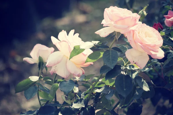 Vintage roses — Stock Photo, Image