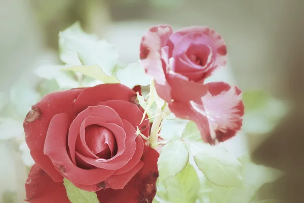 Винтажные розы — стоковое фото