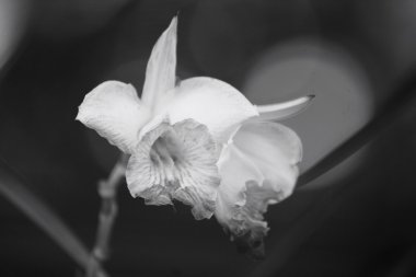 Vintage orkide çiçek