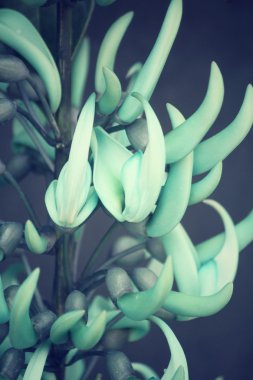 newguinea sarmaşık - yeşil çiçekler