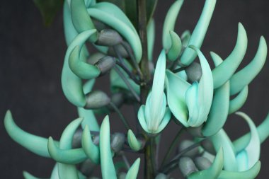 newguinea sarmaşık - yeşil çiçekler