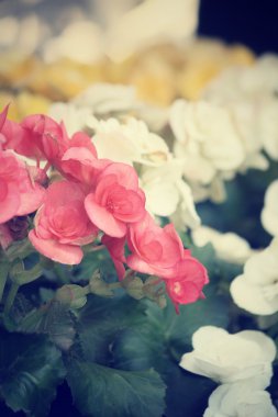 Begonias çiçek
