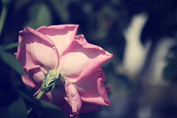 Vintage róże — Zdjęcie stockowe