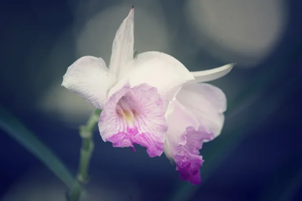Vintage orchid flowers — Stock Photo, Image