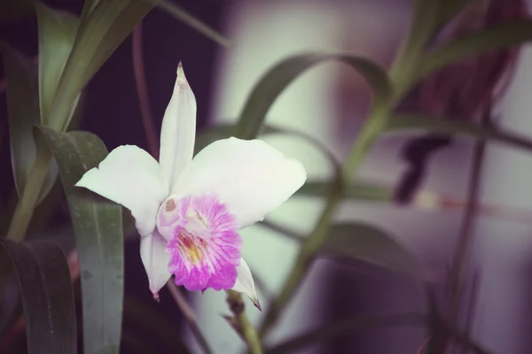 Vintage orchid flowers — Stock Photo, Image