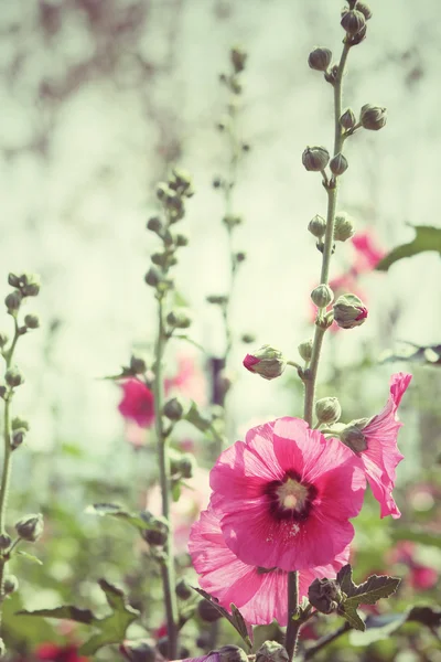 Hollyhock bloemen — Stockfoto