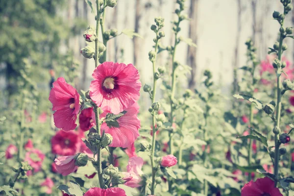 蜀葵鲜花 — 图库照片