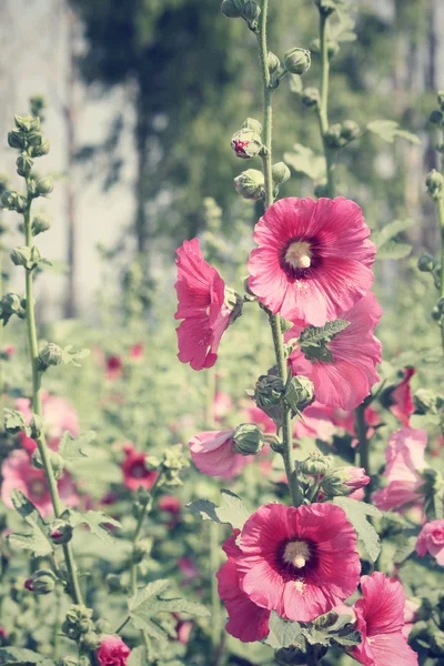 Hollyhock flowers — Stock Photo, Image