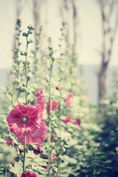 Холлихокские цветы — стоковое фото
