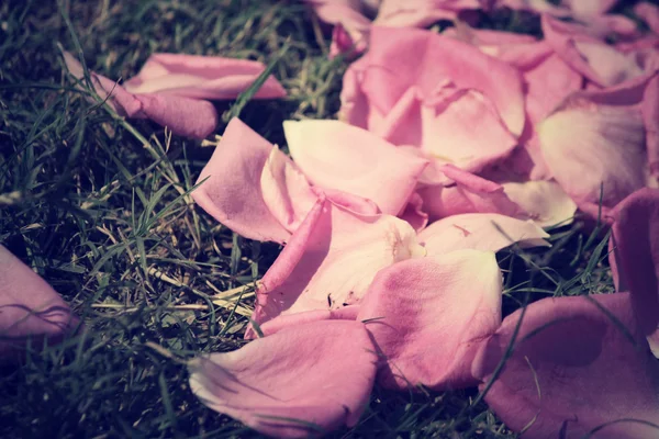 バラの花びら — ストック写真