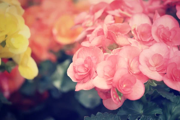 Begonias flowers — Stock Photo, Image