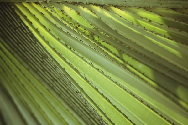 Palm leaves background — Stock Photo, Image