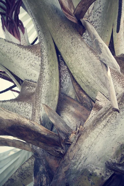 Feuilles de palmier fond — Photo