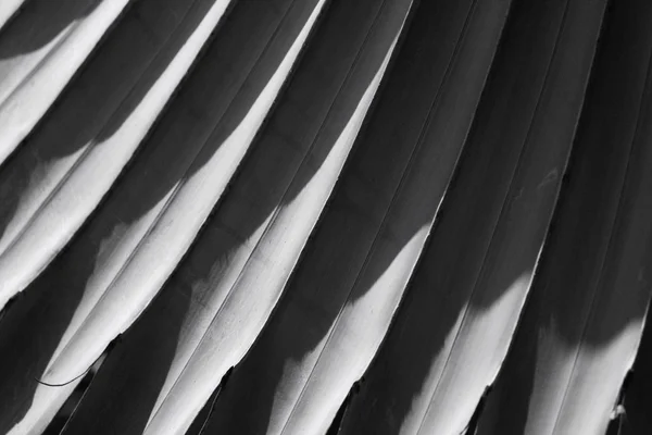シュロの葉 - 黒と白の背景 — ストック写真