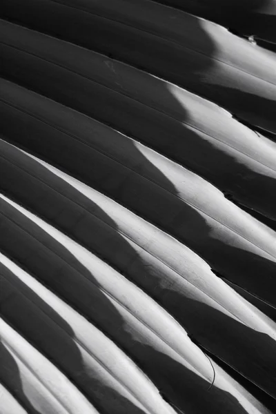 Feuilles de palmier fond noir et blanc — Photo