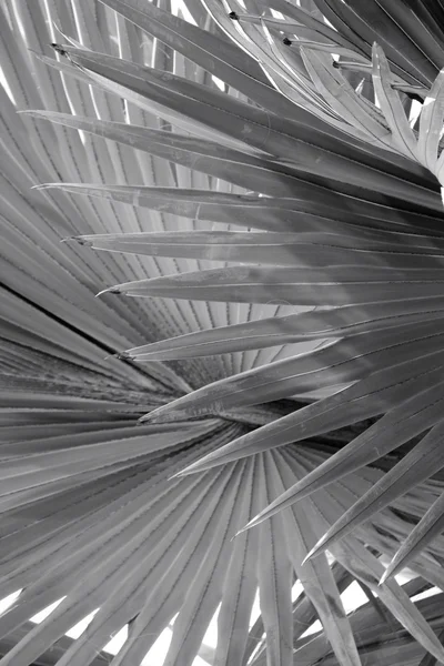 Fondo de hojas de palmera - blanco y negro — Foto de Stock