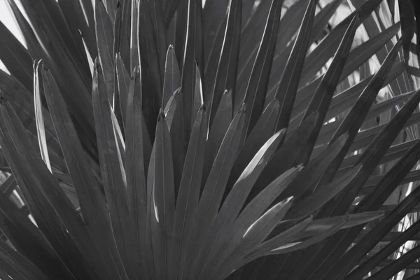 Arka plan - siyah ve beyaz palmiye yaprakları — Stok fotoğraf