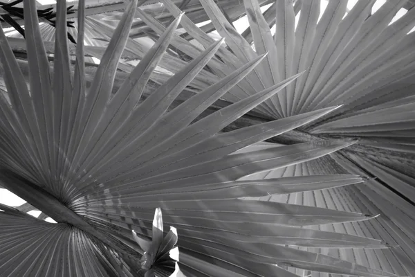 Fondo de hojas de palmera - blanco y negro — Foto de Stock