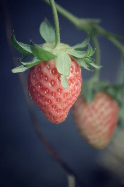 Strawberries tree — Stock Photo, Image