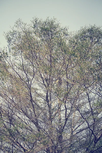 春天树 — 图库照片