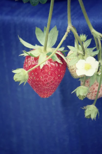 Strawberries tree — Stock Photo, Image