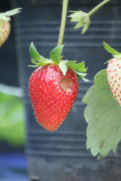 Aardbeien boom — Stockfoto