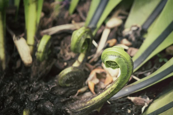 Fern boom — Stockfoto