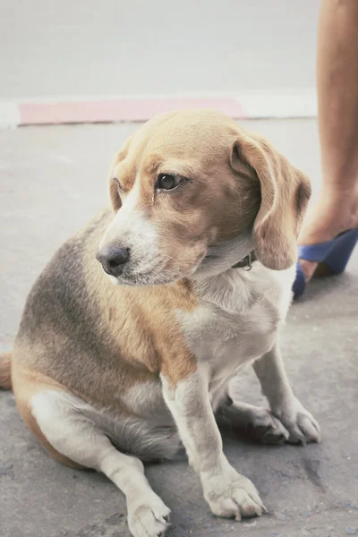 Beagle-Hund sucht — Stockfoto