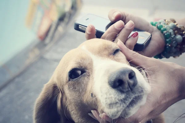 Cão beagle com telefone inteligente — Fotografia de Stock