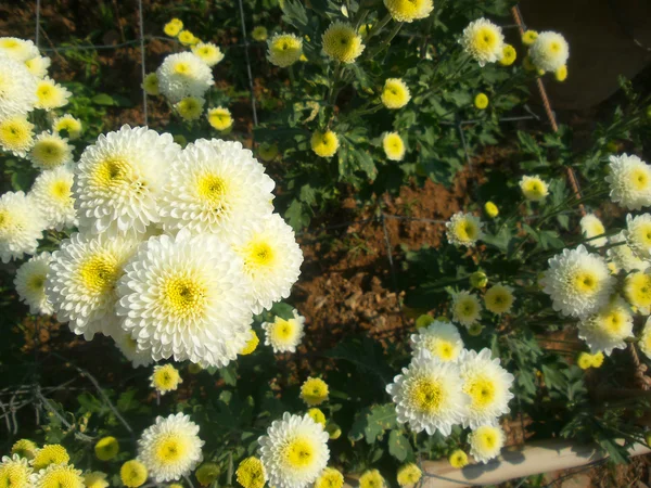 Bílé chrysanthemum květiny — Stock fotografie