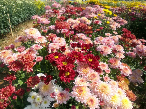 Roze chrysant bloemen — Stockfoto