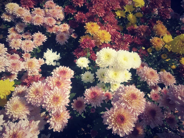 Růžový chrysanthemum květiny — Stock fotografie