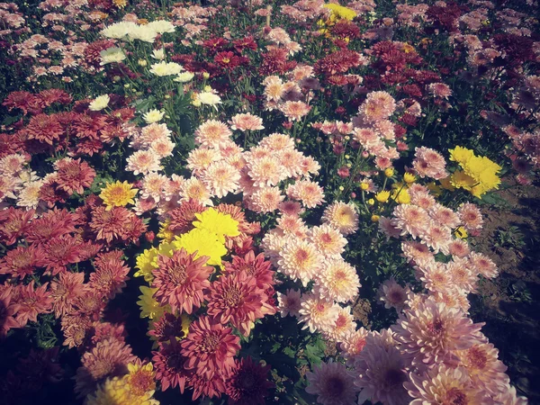 Квіти хризантеми, рожевий — стокове фото