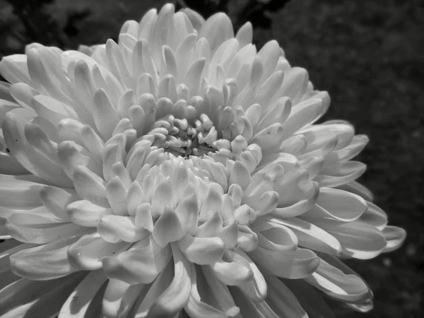 Bílé chrysanthemum květiny — Stock fotografie