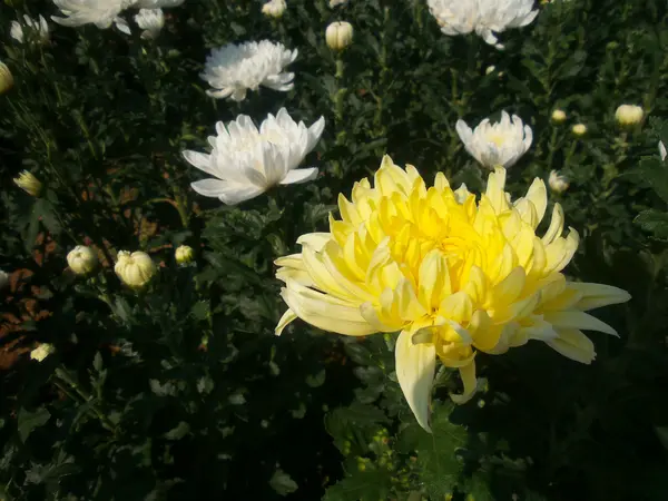 Gule krysantemum blomster - Stock-foto