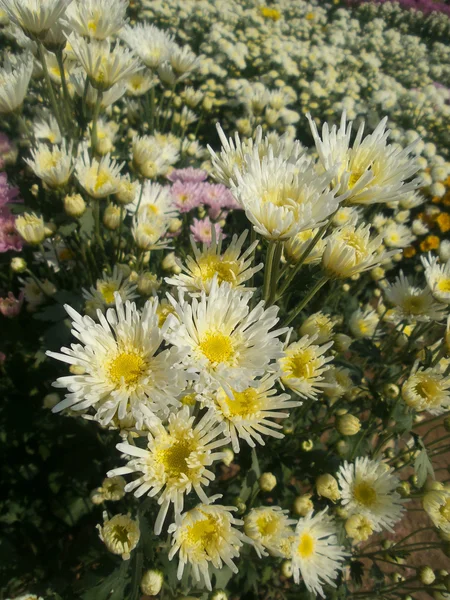 Hvide krysantemum blomster - Stock-foto