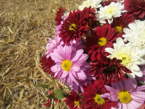 Chrysanthemum květiny — Stock fotografie