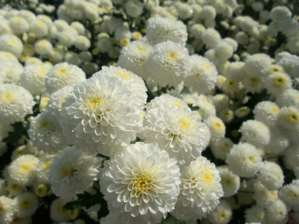 Bílé chrysanthemum květiny — Stock fotografie