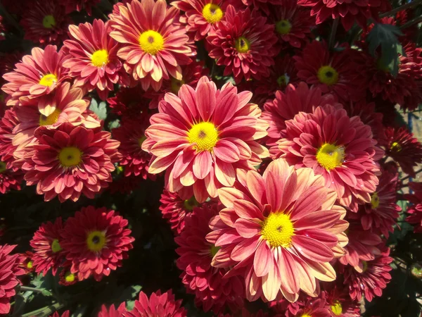 Red chrysanthemum flowers — Stock Photo, Image