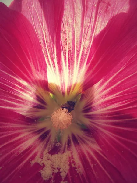 Квітку мальви — стокове фото