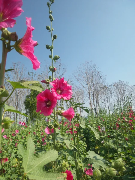 Hollyhock λουλούδια — Φωτογραφία Αρχείου